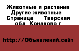 Животные и растения Другие животные - Страница 2 . Тверская обл.,Конаково г.